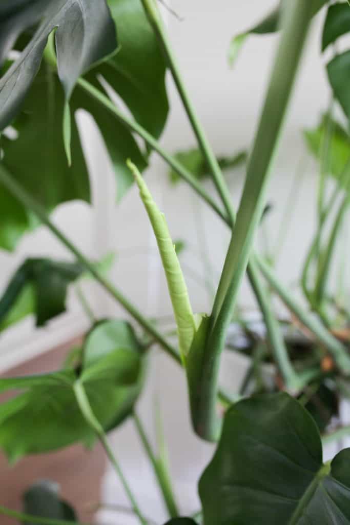 new growth on a monstera plant