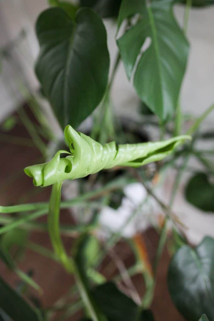 a monstera leaf uncurling