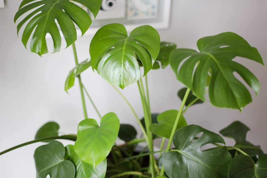 Monstera leaves