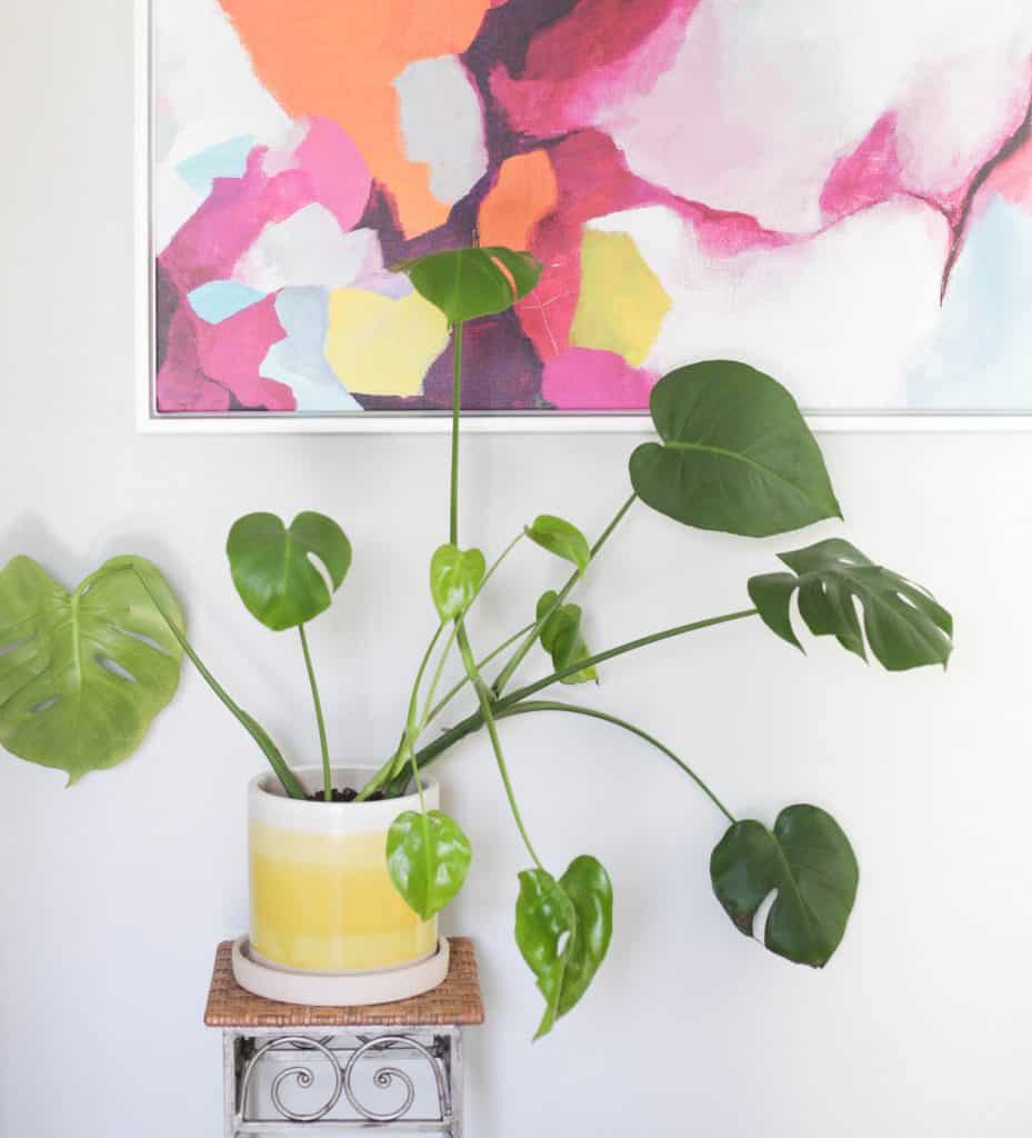 Propagated Monstera plant in pot in front of colorful art