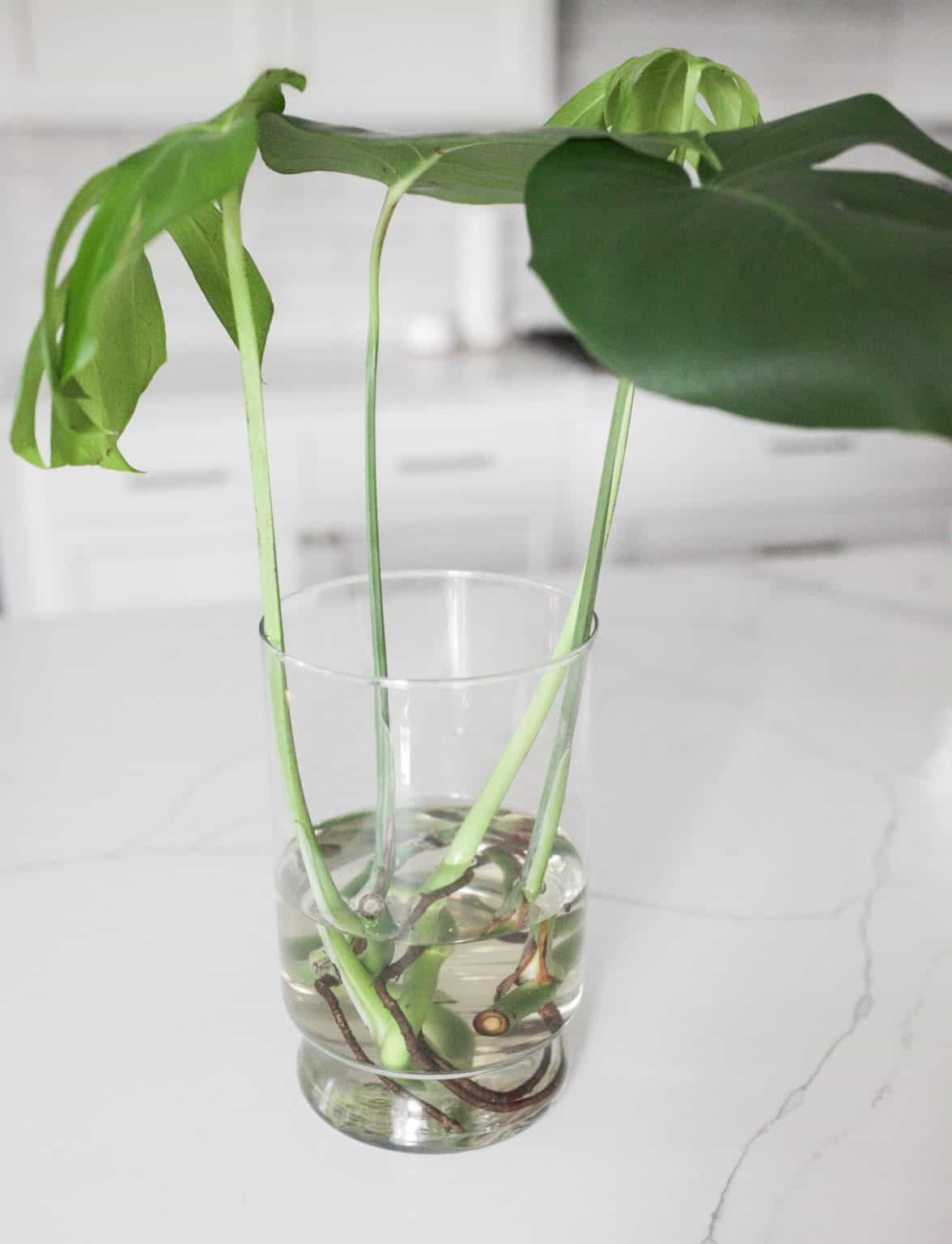 When & How to Repot Monstera Paisley Plants