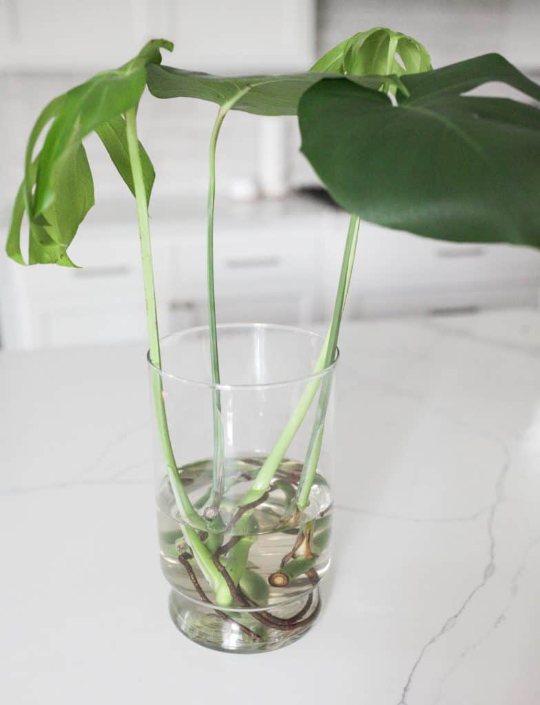 monstera plant in water