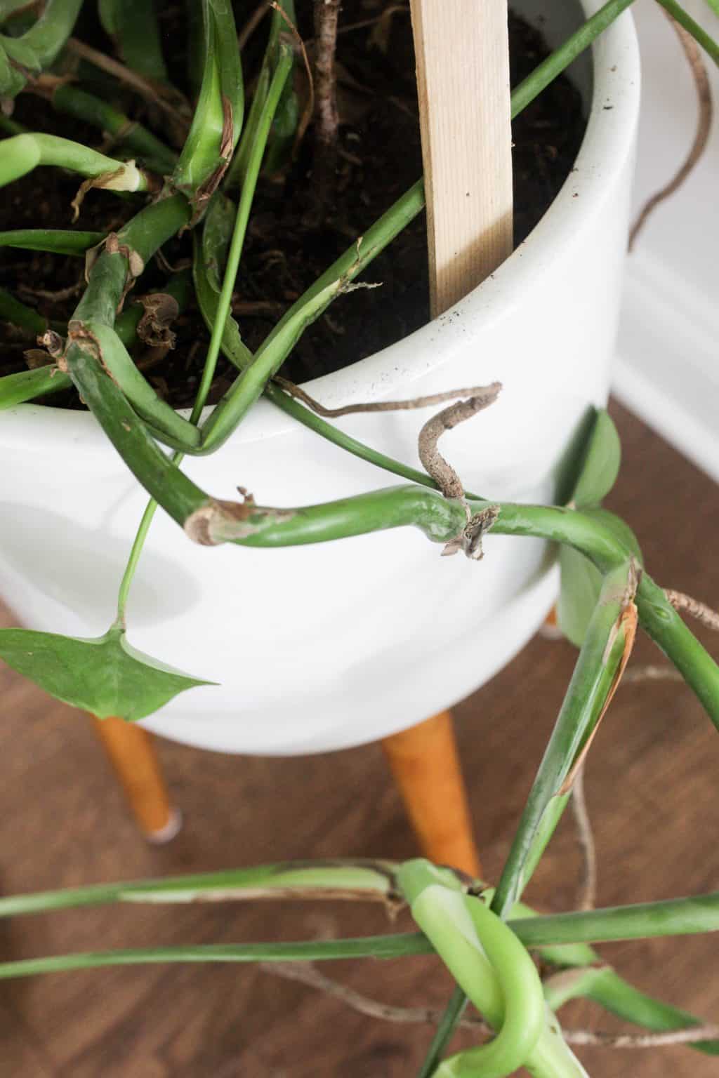 How to Propagate A Monstera Plant With Success - Paisley Plants