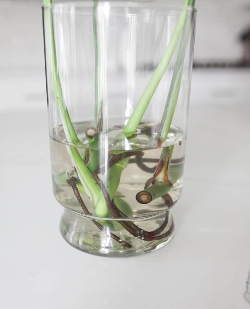 monstera clippings in water