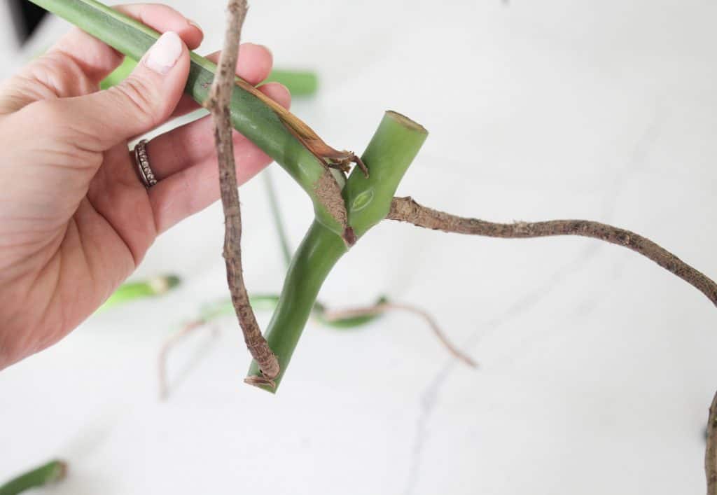 cutting apart a monstera plant