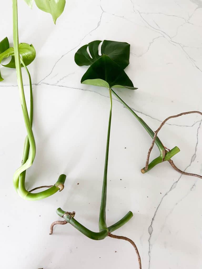 monstera plant clippings