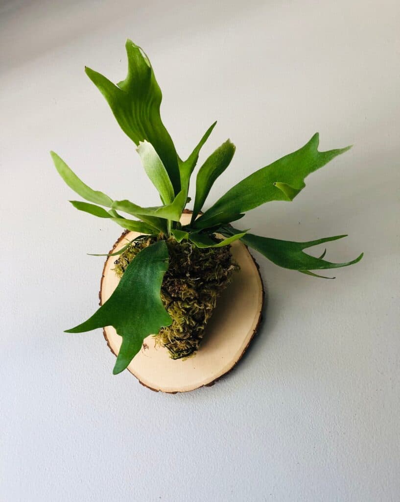 staghorn fern