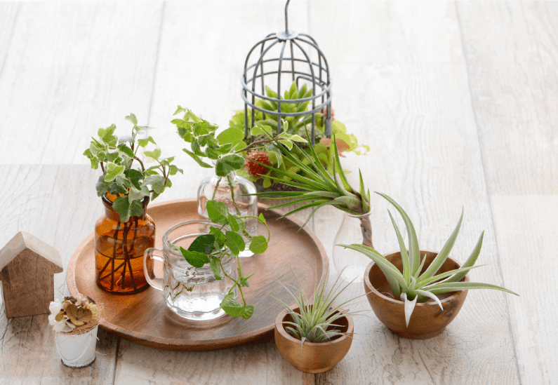 where to put air plants