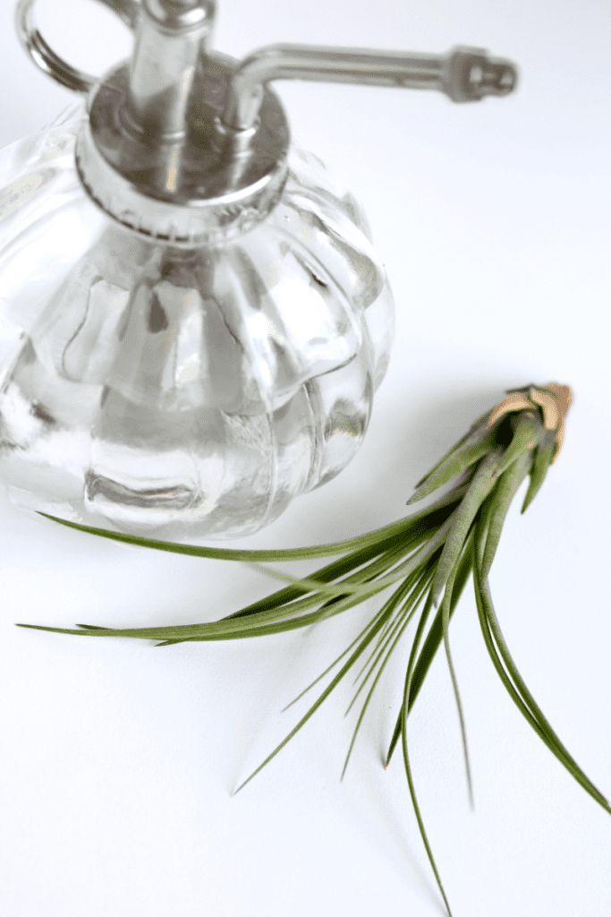 Misting an air plant