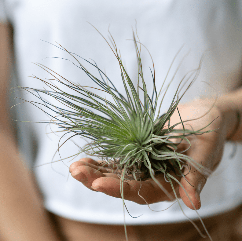 air plant