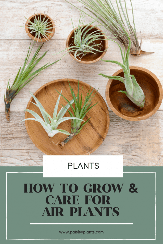 How to Care for Air Plants