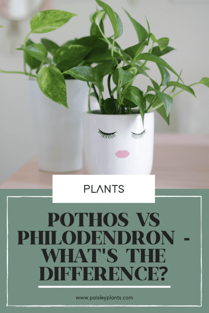 The Differences Between Pothos vs Philodendron