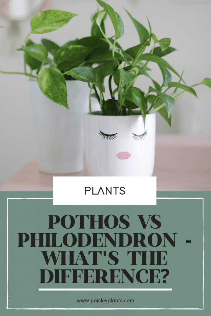 Pothos vs Philodendron