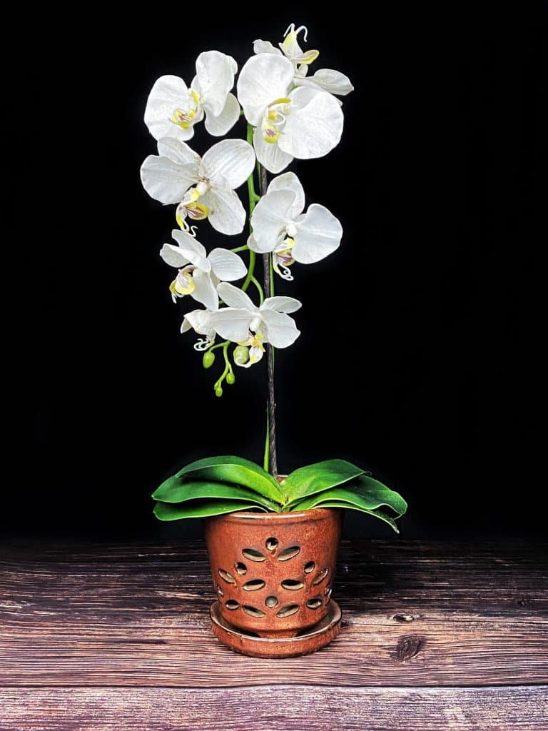 Waikiki Orchid pot