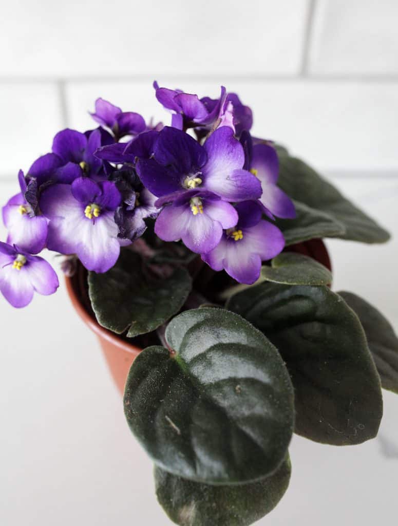 Details about   African Violet Soil Custom formula to ensure your plants & cuttings thrive! 