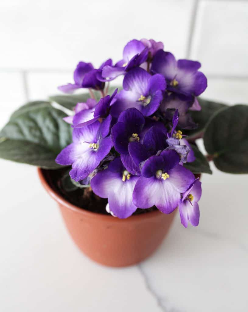 Best African Violet Pots