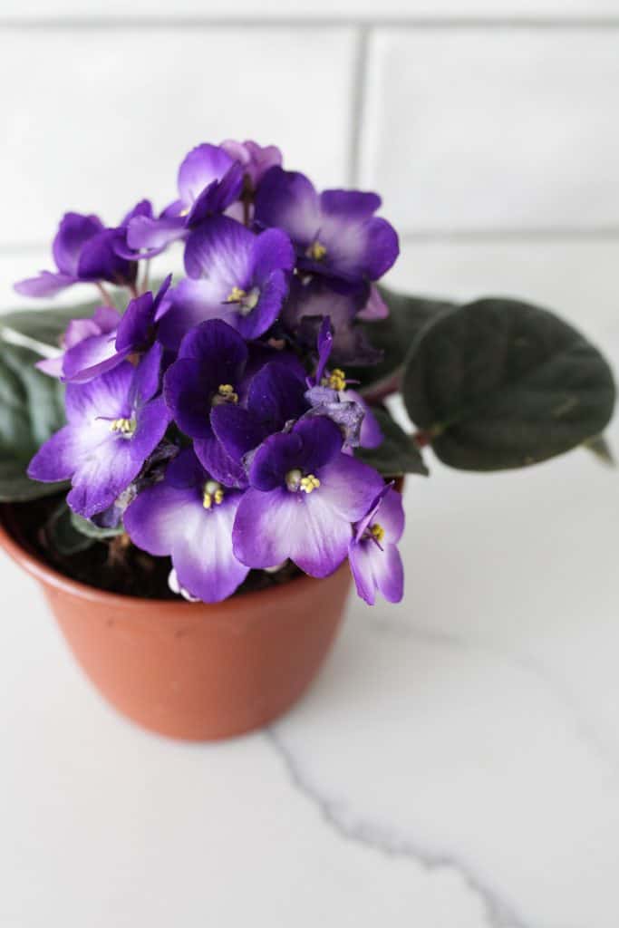 african violet