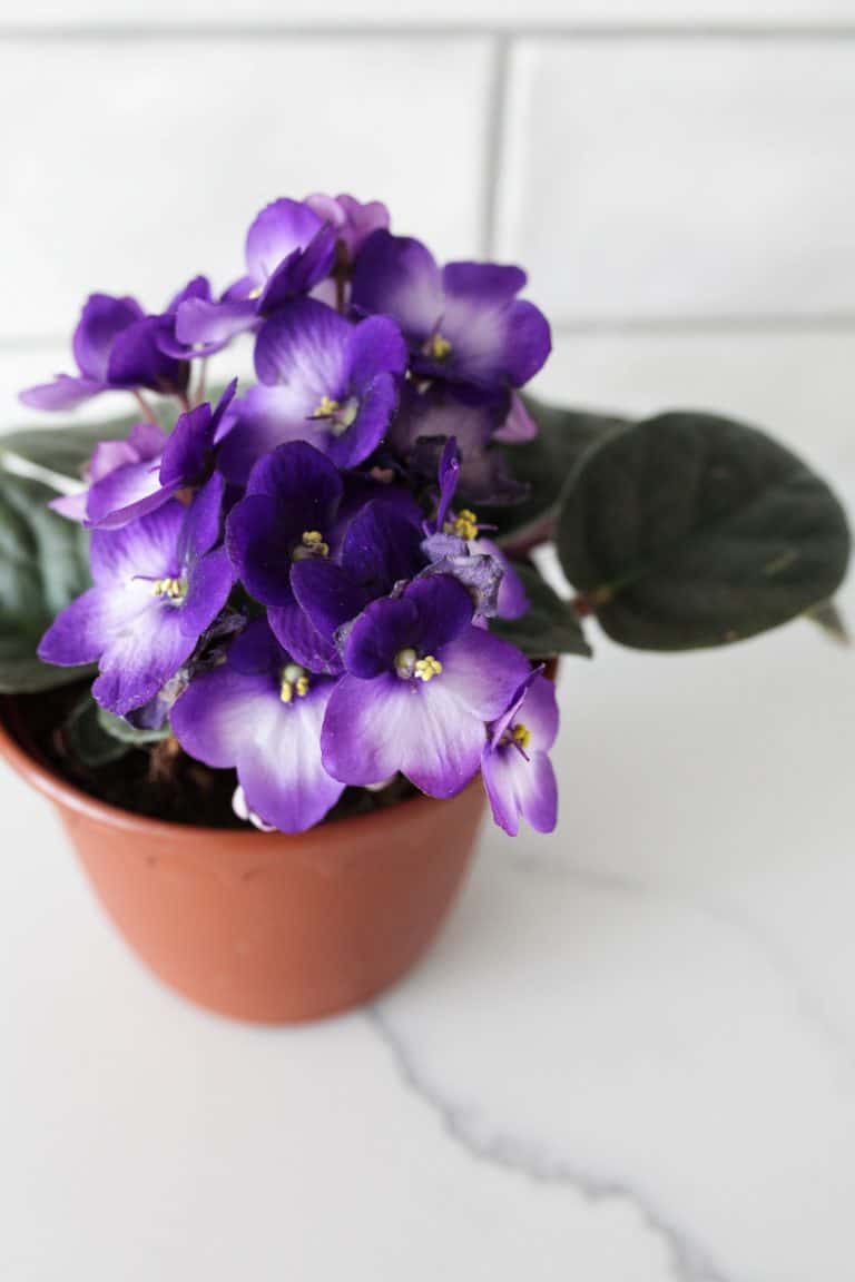 6 Best Pots For African Violets Paisley Plants 