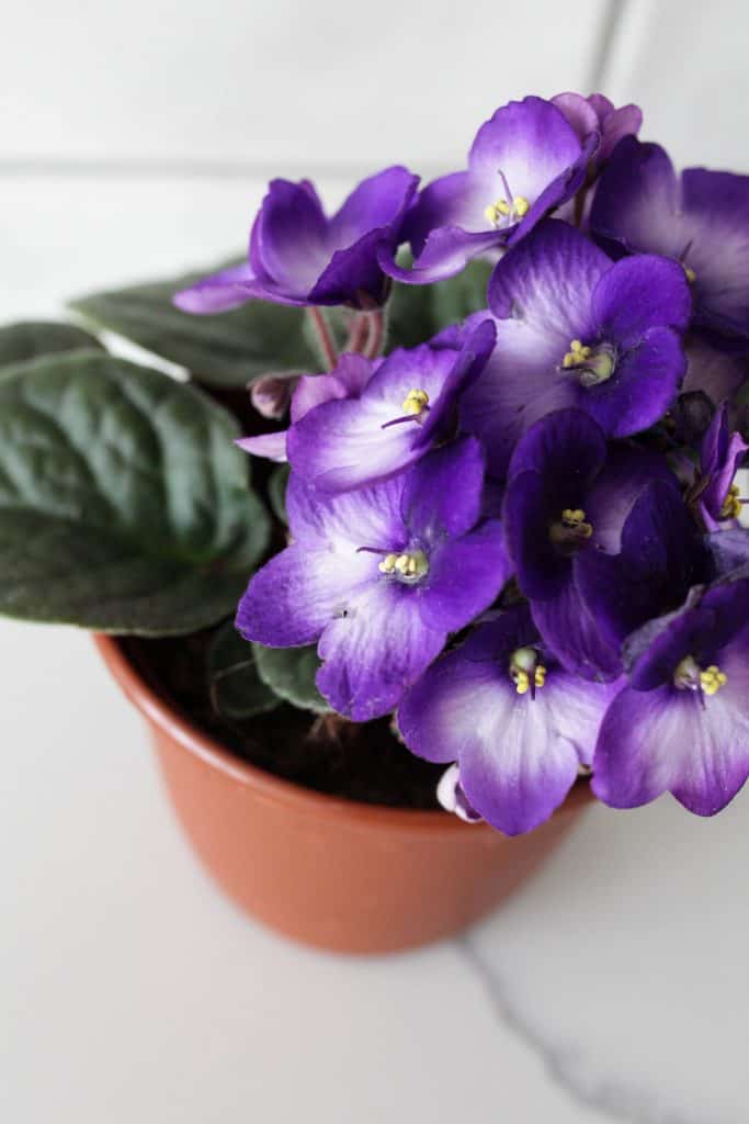 African Violet in terracotta pot