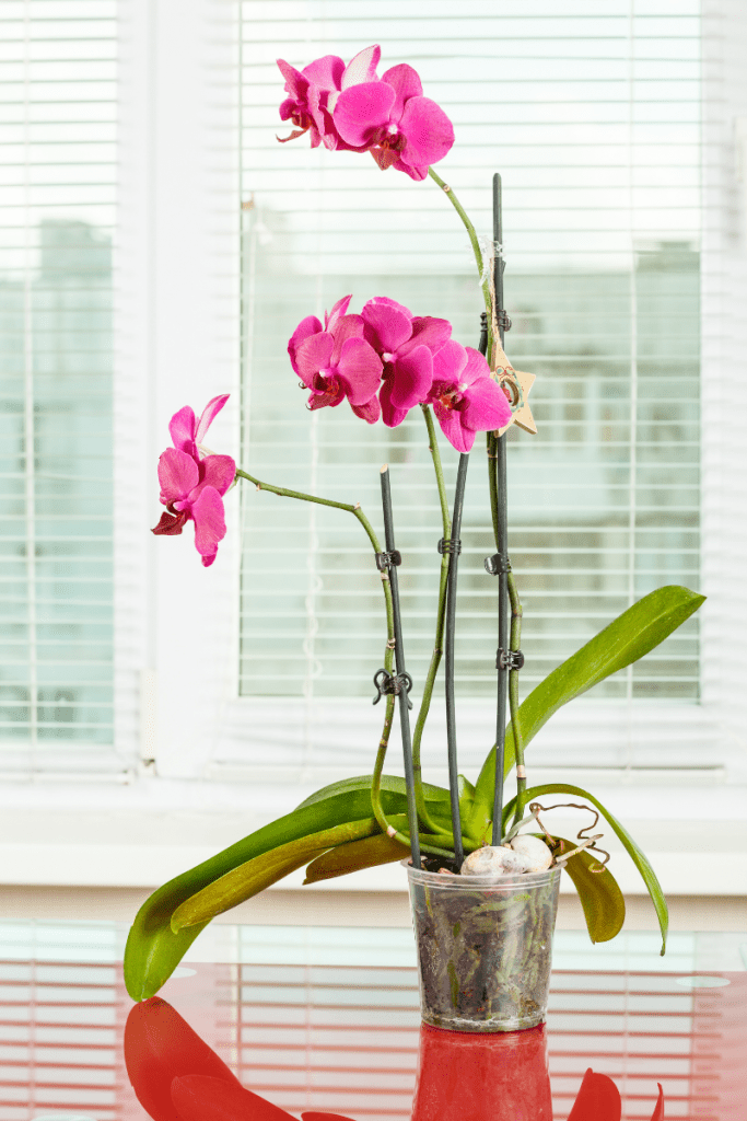 orchid plant in plastic pot