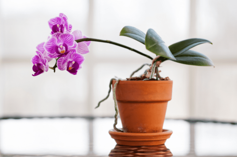 orchid plant in terracotta pot