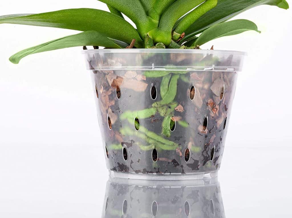 clear Orchid Pot With Holes
