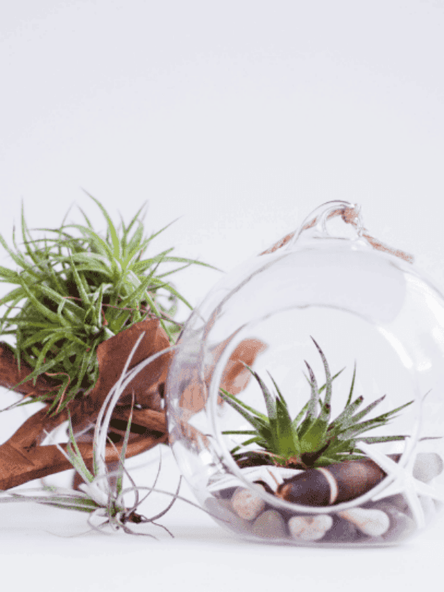 how to grow air plants