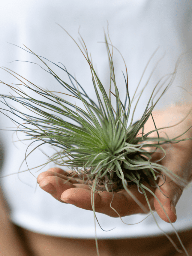 How to Water an Air Plant (Tillandsia)