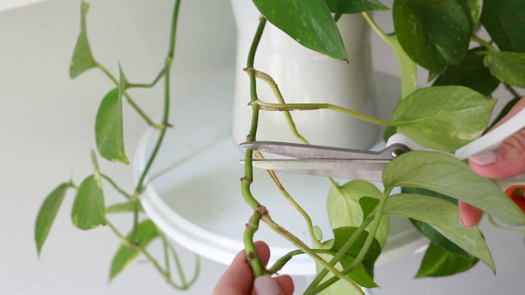 trimming pothos plant