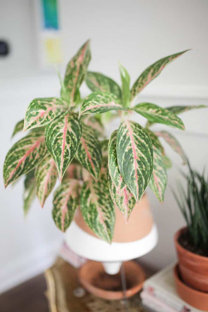 Aglaonema pink stripes