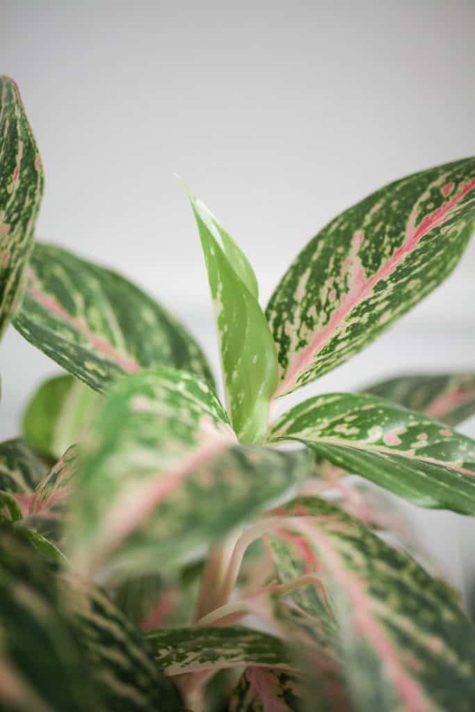 Chinese evergreen new growth