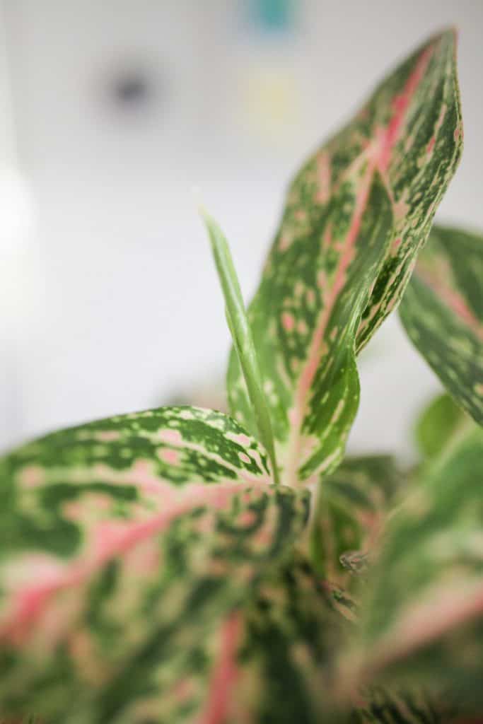 Aglaonema new growth