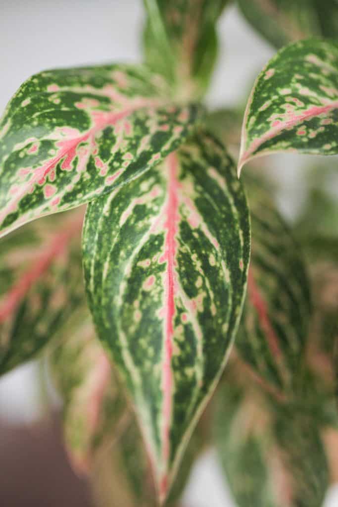 Aglaonema foliage