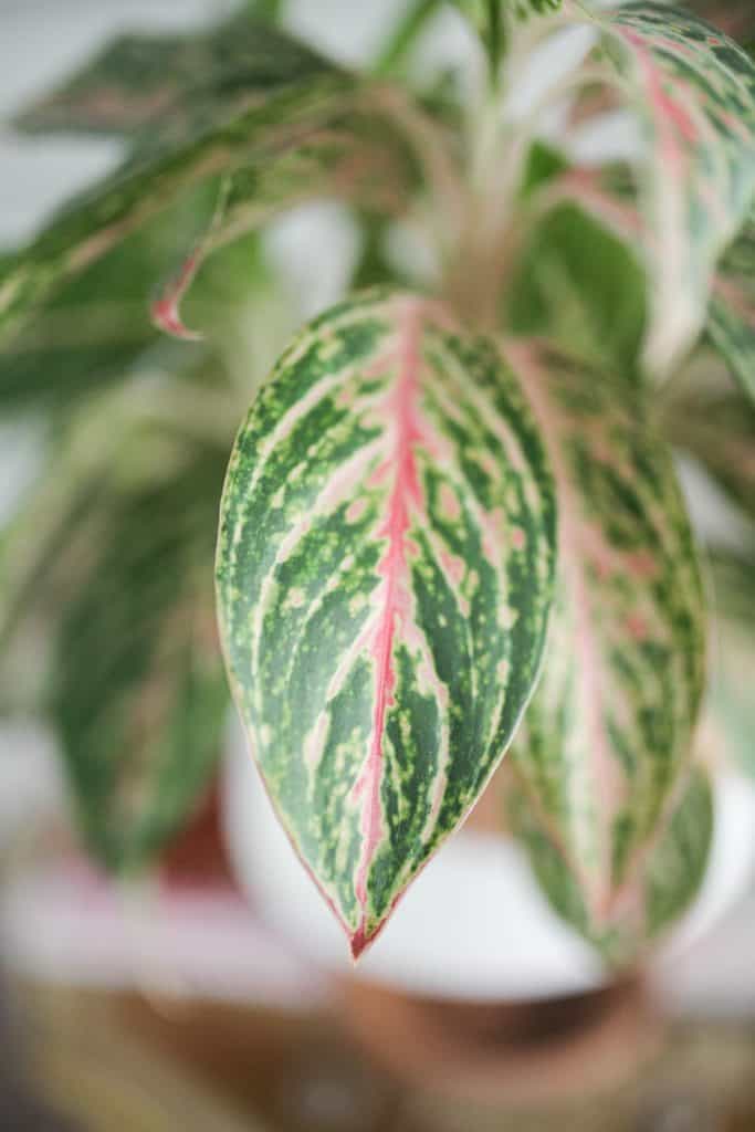 Aglaonema