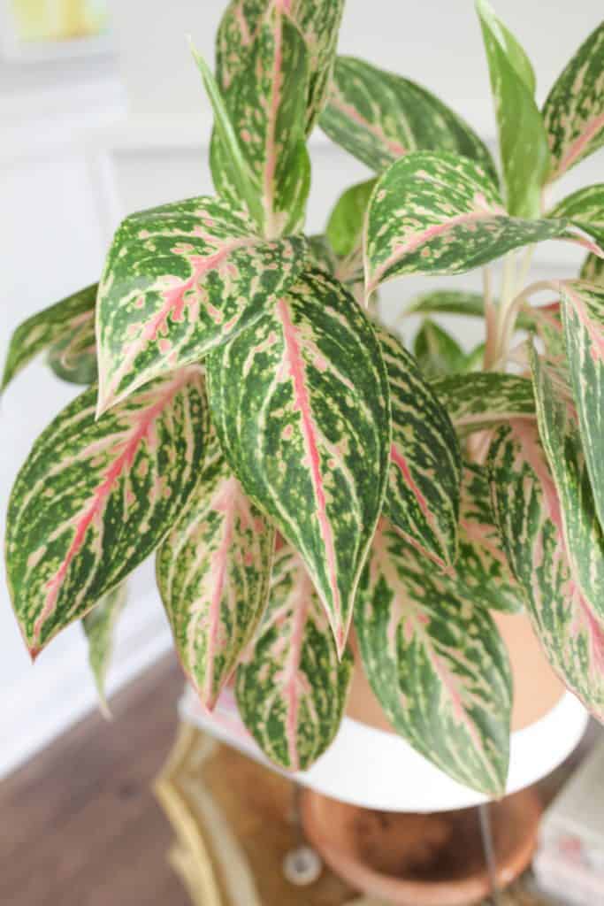 leaves on a Chinese evergreen