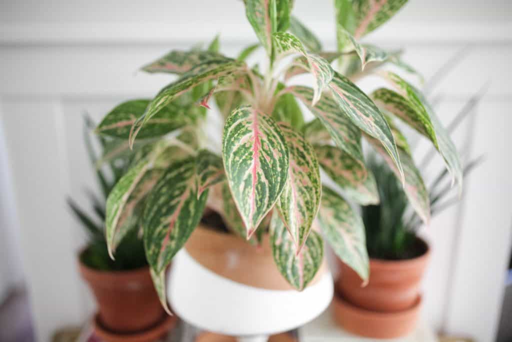 Aglaonema plant