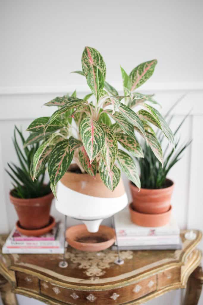 Aglaonema in terracotta pot