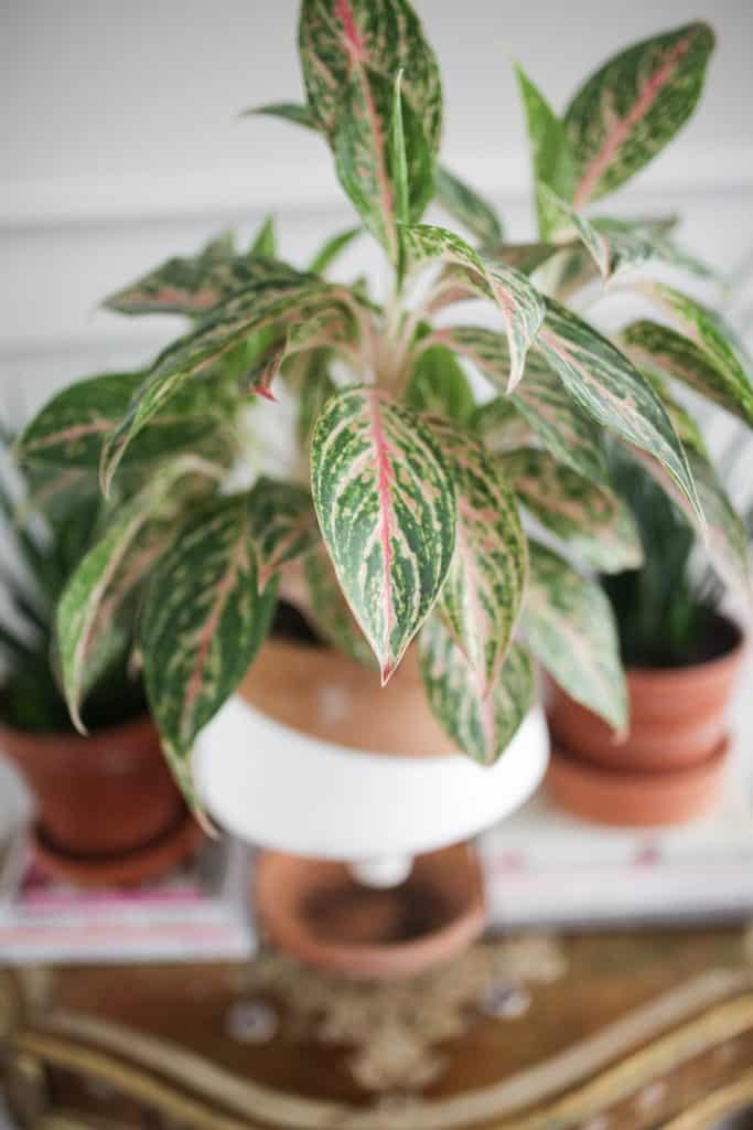 Chinese evergreen