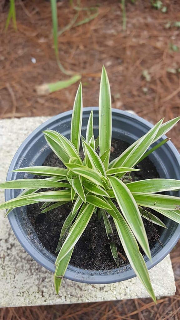 Chlorophytum Comosum "Vittatum"