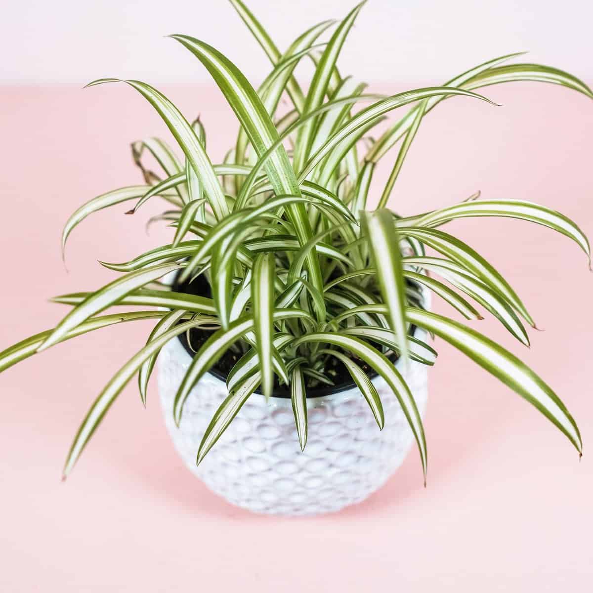 5 Unique Types of Spider Plants - Paisley Plants