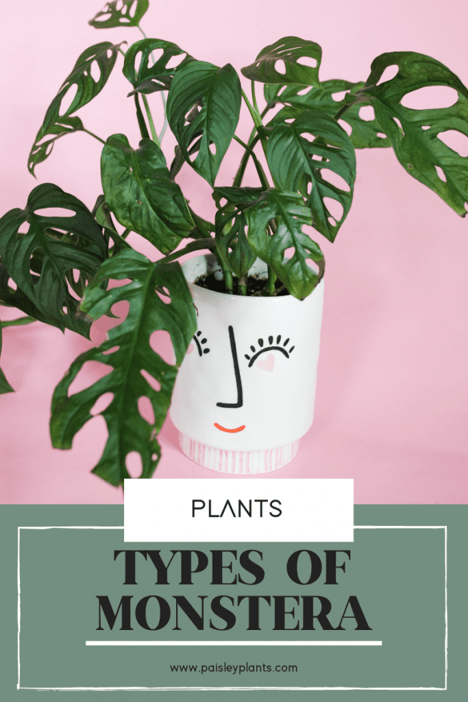 types of monstera