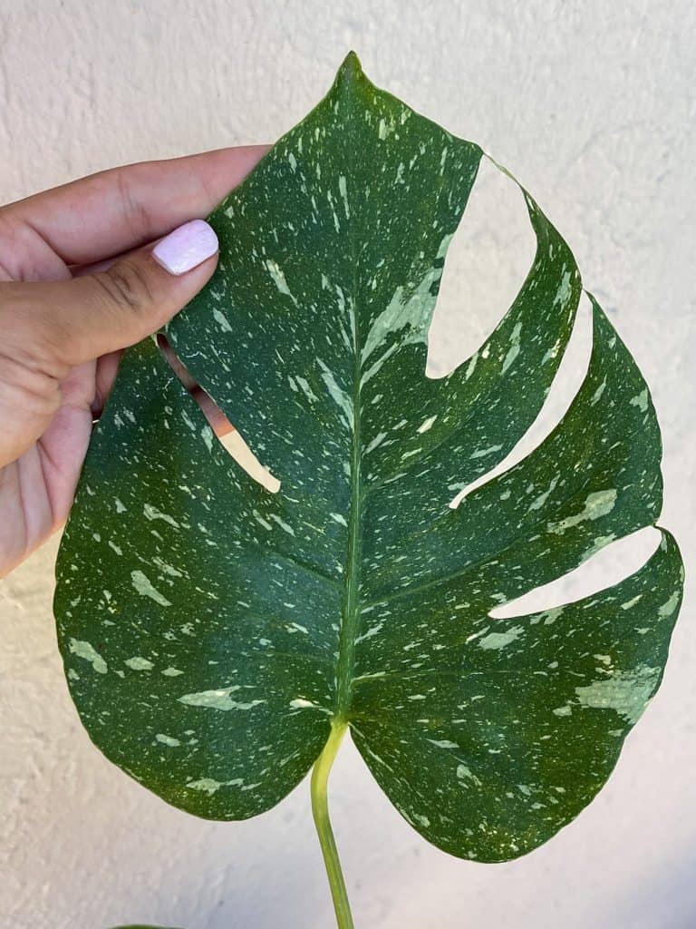 Monstera Thai Constellation