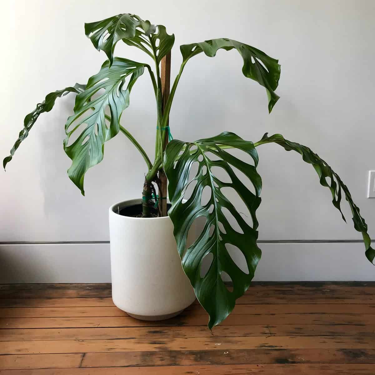 16 Types of Monstera | Different Varieties to Grow - Paisley Plants