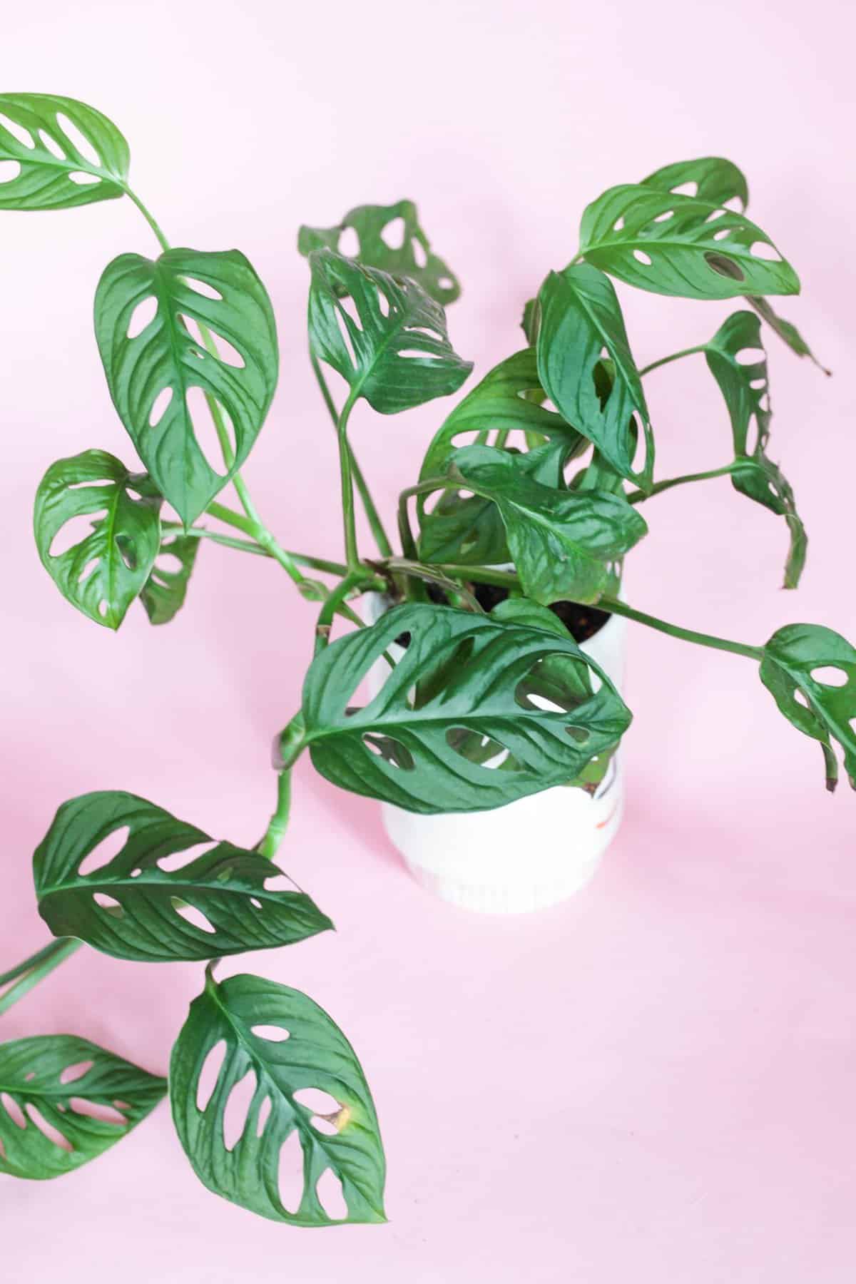 16 Types of Monstera & Care Tips Paisley Plants