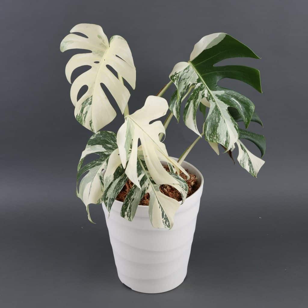 Monstera borsigiana