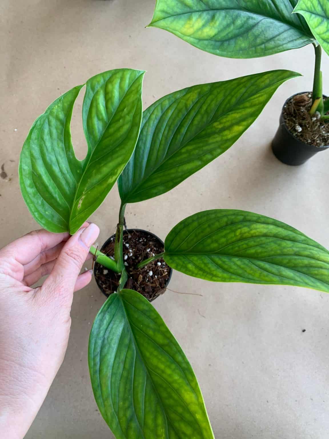 16-types-of-monstera-different-varieties-to-grow-paisley-plants