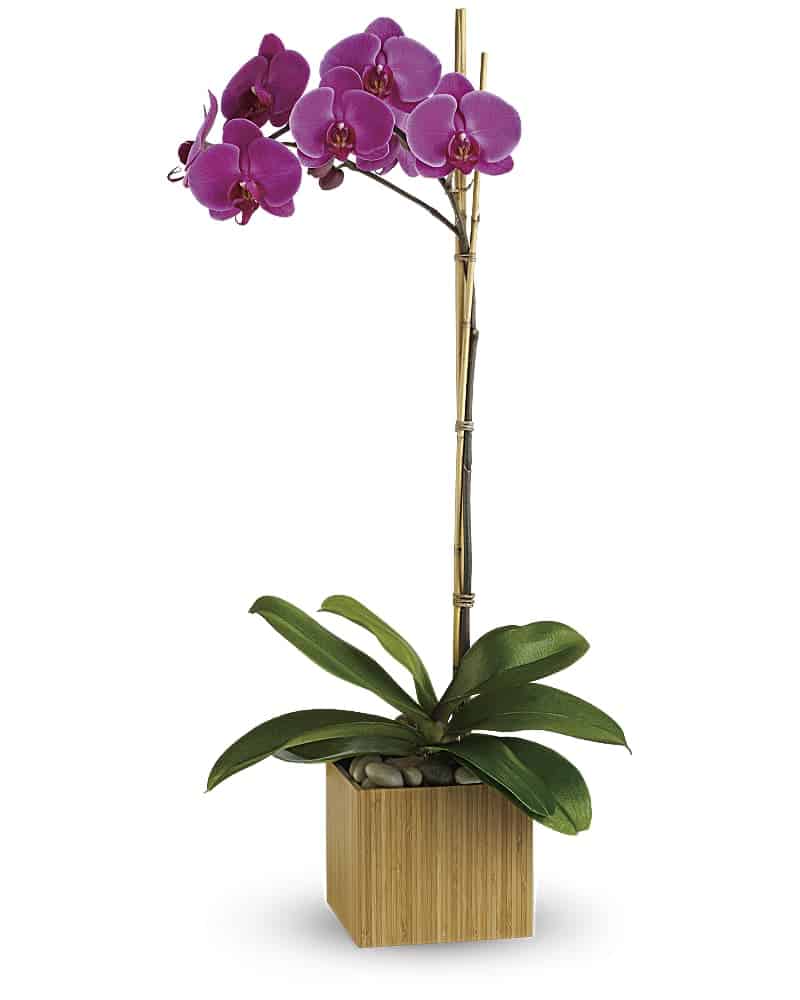 teleflora orchids