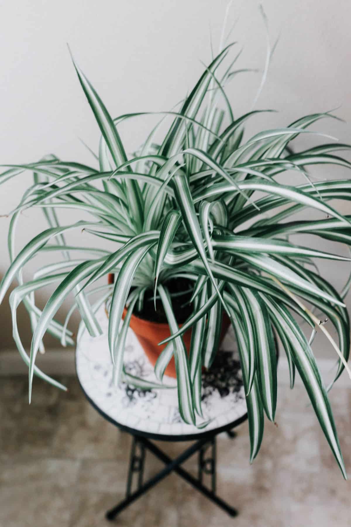 5 Unique Types of Spider Plants - Paisley Plants