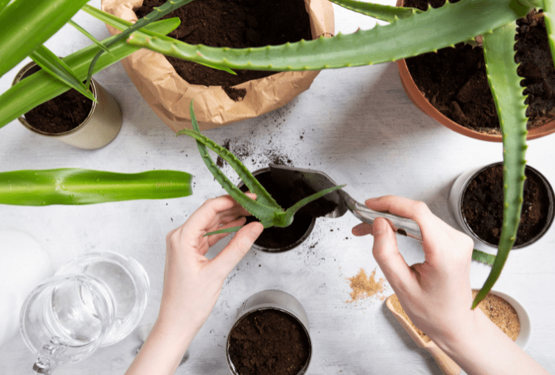 How to Make Your Own Succulent Soil