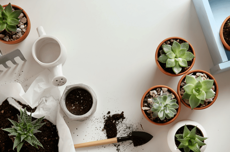 How to Make Your Own Succulent Soil